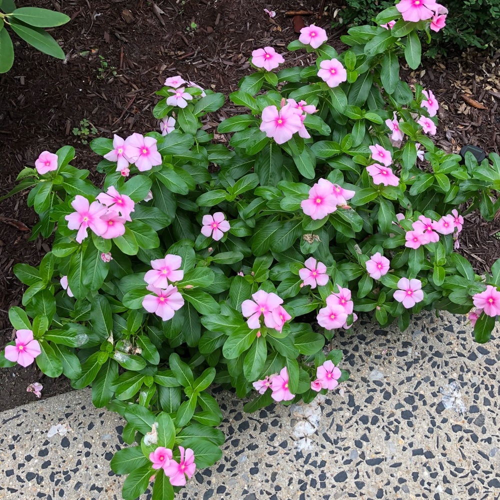 Meet your Posher, Lucy